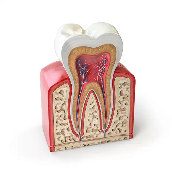 Diagram of the anatomy of a tooth