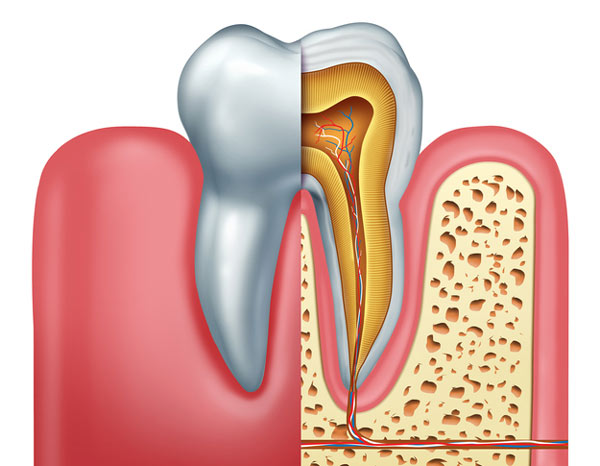 Diagram of tooth showing tooth root at Peak Endodontics in Covington, WA Diagram of tooth showing tooth root at Peak Endodontics in Covington, WA
